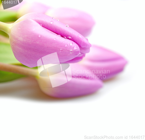 Image of Violet Tulips