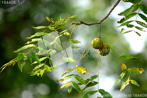 Image of Japanese Walnut