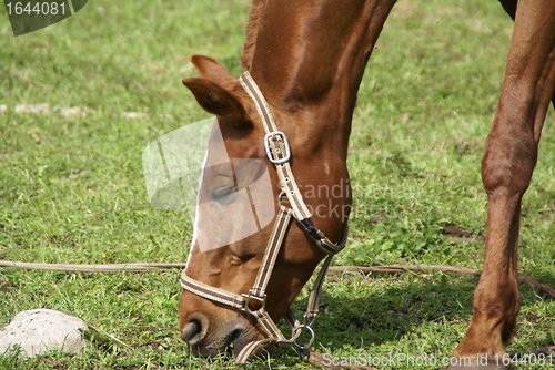 Image of Horse nibbling grass