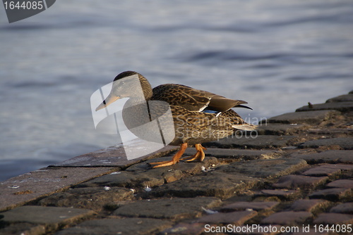 Image of Duck on embankment