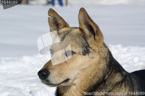 Image of Dog with torn ear