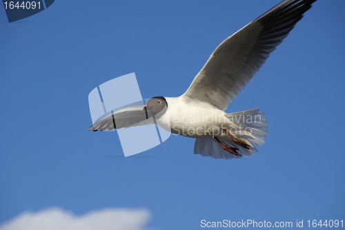 Image of Gull in clear blue sky