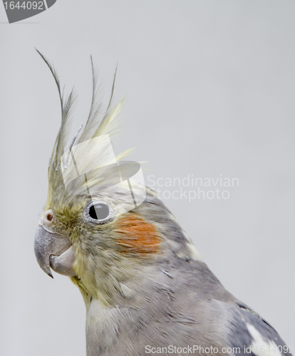 Image of Parrot korella nimfa