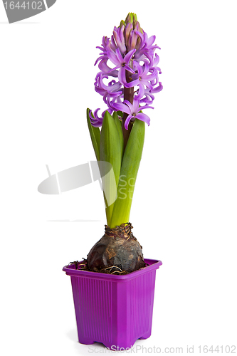 Image of Hyacinth