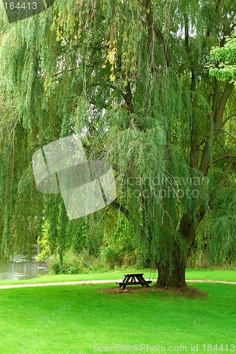 Image of Weeping Willow by the Stream