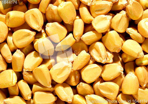 Image of corn background