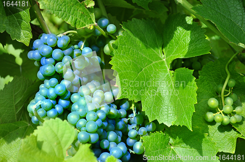 Image of Merlot Grapes