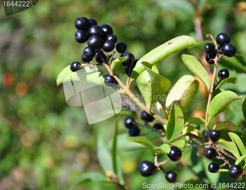 Image of Berries of alder buckthorn (Frangula alnus)
