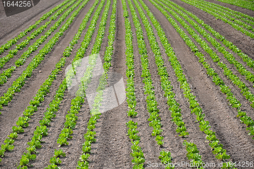 Image of Lettuce field