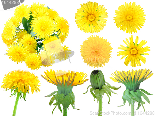 Image of Set of yellow dandelion-flowers