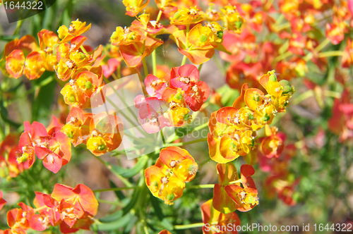 Image of Cypress spurge (Euphorbia cyparissias)