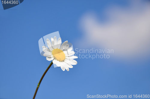 Image of Oxeye daisy (Leucanthemum vulgare)