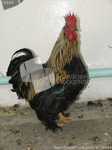 Image of Black cock