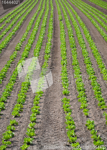 Image of Lettuce field