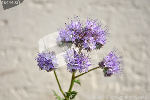 Image of Phacelia, Scorpionweed (Phacelia tanacetifolia)