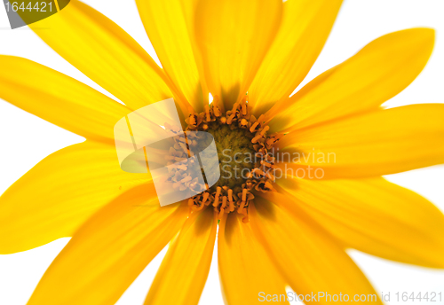 Image of Small sunflower