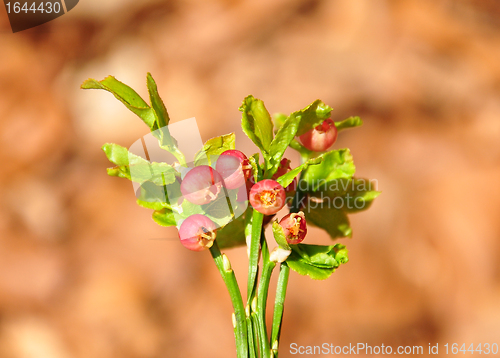 Image of Bilberry in bloom