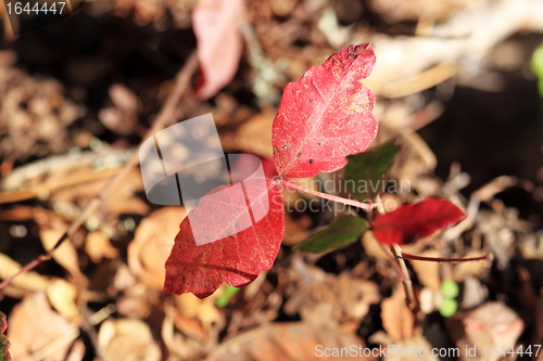 Image of red leaves