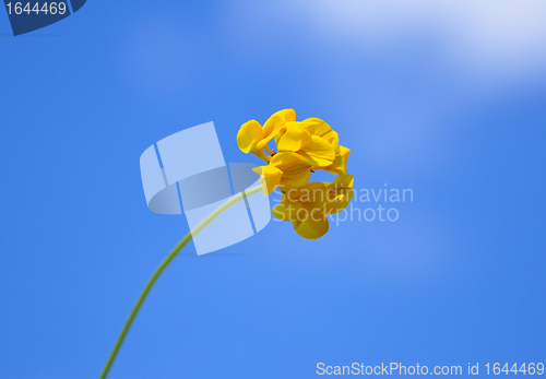 Image of Bird's-foot trefoil (Lotus corniculatus)