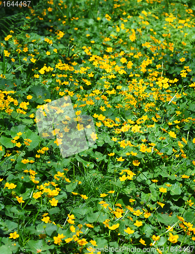 Image of Marsh marigold (Caltha palustris)