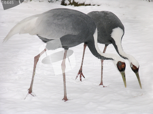 Image of Gray crane