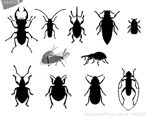 Image of Collection of beetles