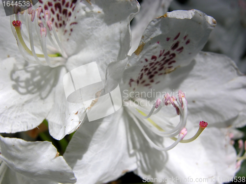 Image of Rhododendron flower