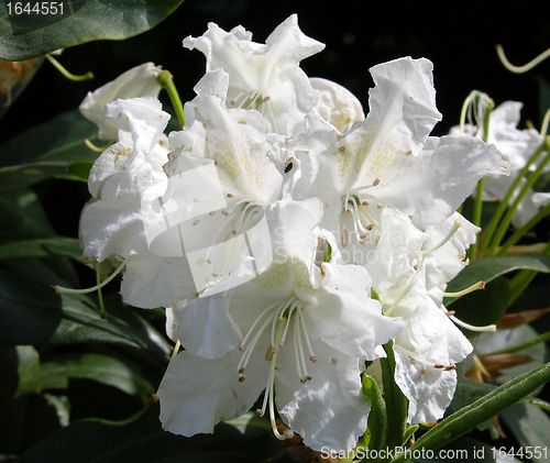 Image of Rhododendron flower