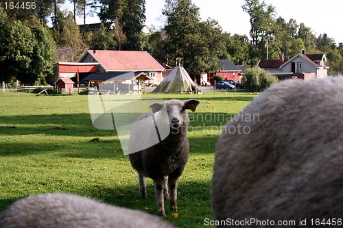 Image of Lamb on a norwegian farm