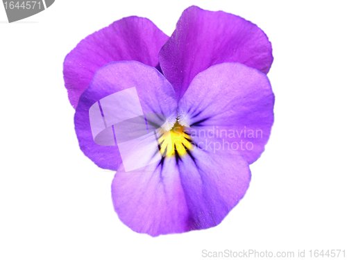 Image of Pansy (Viola)