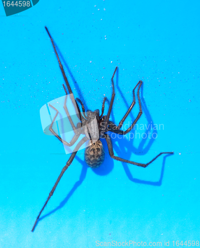 Image of Spider in swimmingpool