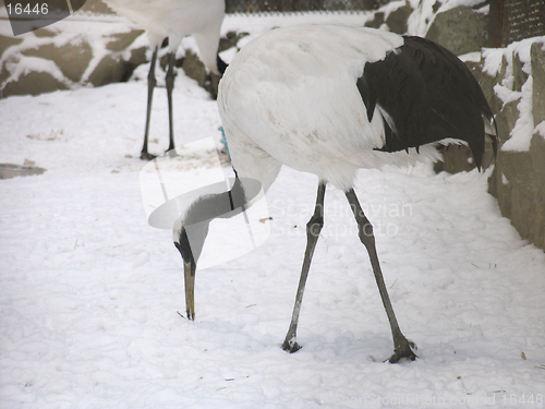 Image of Japanese crane