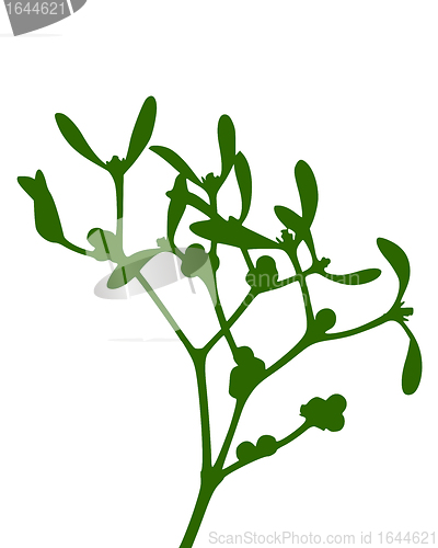 Image of Mistletoe