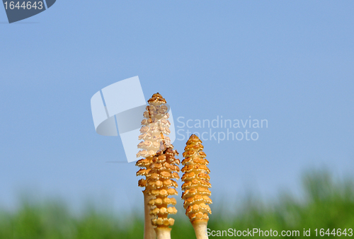 Image of Horsetail flowers