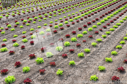 Image of Lettuce field