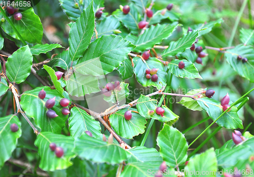 Image of Beech galls (Mikiola fagi)