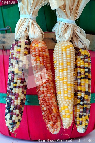 Image of Indian Corn Harvest