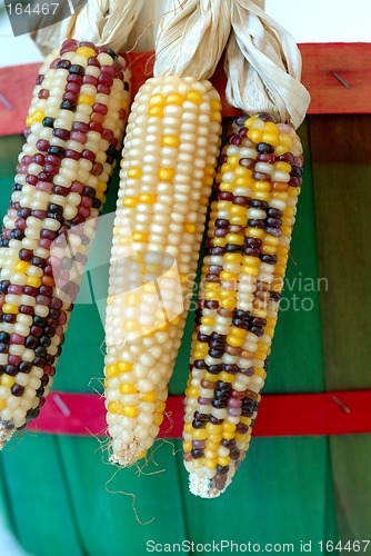 Image of Indian Corn