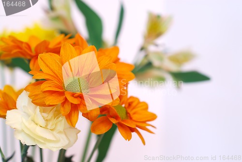 Image of Pumpkin Daisies