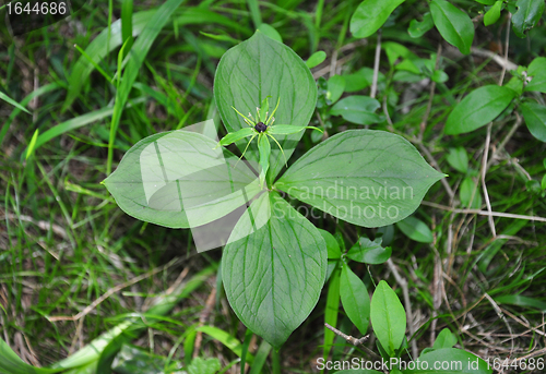 Image of Herb paris (Paris quadrifolia)
