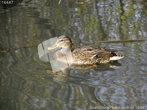 Image of Wild duck