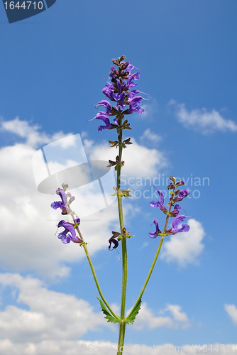 Image of Meadow sage (Salvia pratensis)