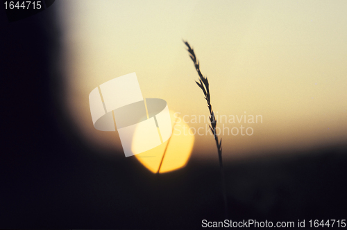 Image of Grass stem at sun set