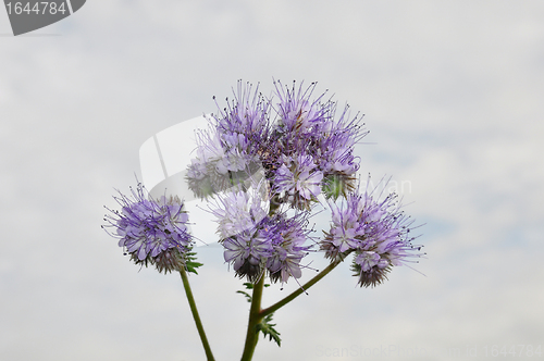 Image of Phacelia, Scorpionweed (Phacelia tanacetifolia)