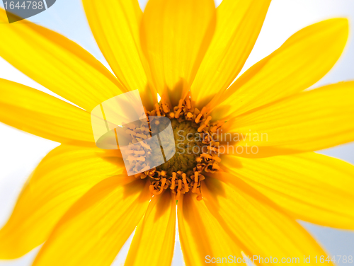 Image of Small sunflower