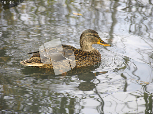 Image of Wild duck