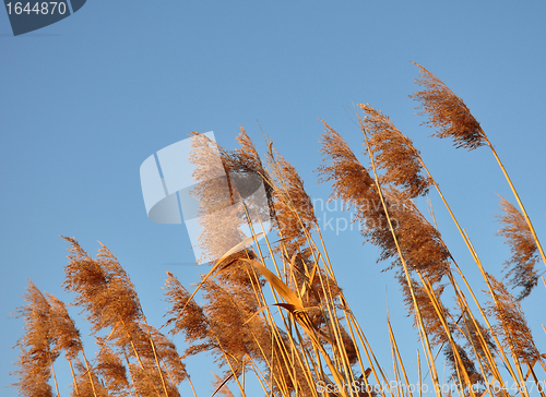 Image of Reed