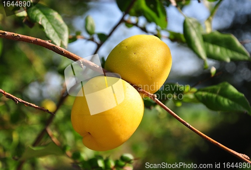 Image of Chinese quince fruits (Chaenomeles speciosa)