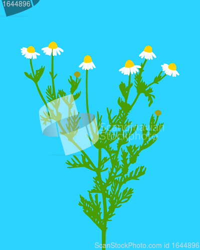 Image of Chamomile