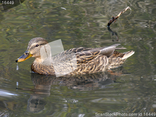 Image of Wild duck